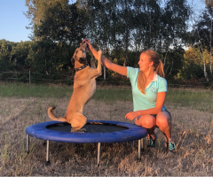 Hund auf Trampolin bei propriozeptivem Training